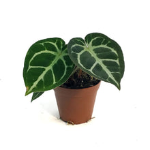 Load image into Gallery viewer, Anthurium, 4in, Dorayaki
