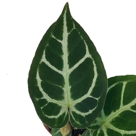 Anthurium, 4in, Dorayaki