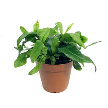 Load image into Gallery viewer, Fern, 4in, Dwarf Hawaiian Lauae
