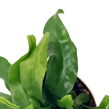 Fern, 4in, Dwarf Hawaiian Lauae