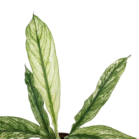 Peace Lily, 4in, Sensation Variegated