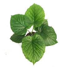 Load image into Gallery viewer, Ficus, 6in, Umbrellata
