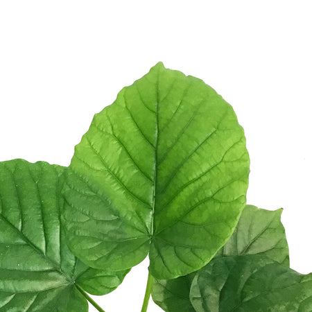 Ficus, 6in, Umbrellata