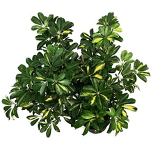 Load image into Gallery viewer, Schefflera, 10in, Arboricola Gold Capella Standard
