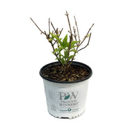 Hydrangea, 8in, Fire Light Tidbit