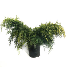 Load image into Gallery viewer, Juniper, 2 gal, Gold Coast
