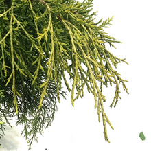 Load image into Gallery viewer, Juniper, 2 gal, Gold Coast
