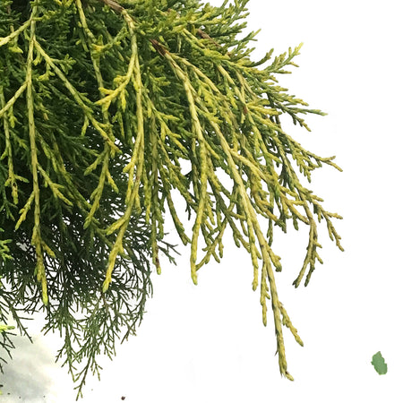 Juniper, 2 gal, Gold Coast