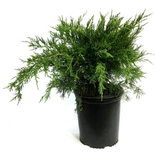 Load image into Gallery viewer, Juniper, 2 gal, Mint Julep®
