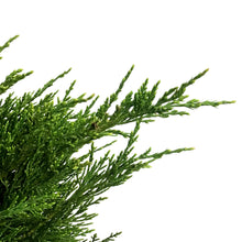 Load image into Gallery viewer, Juniper, 2 gal, Mint Julep®
