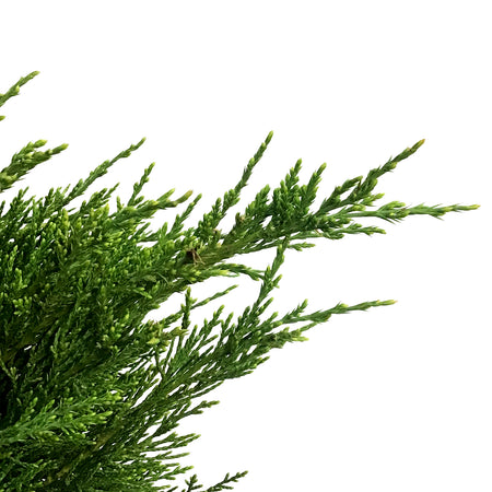 Juniper, 2 gal, Mint Julep®