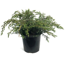 Load image into Gallery viewer, Juniper, 2 gal, Alpine Carpet
