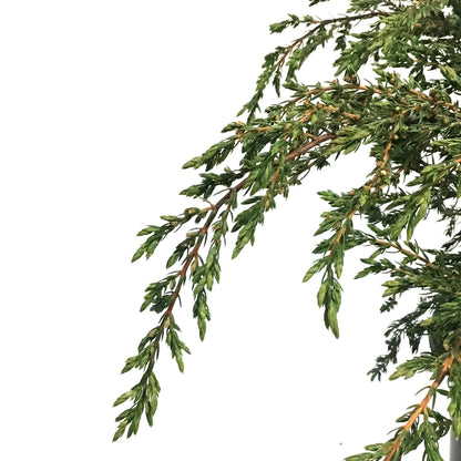 Juniper, 2 gal, Alpine Carpet