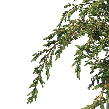 Juniper, 2 gal, Alpine Carpet