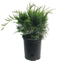 Load image into Gallery viewer, Juniper, 5 gal, Mint Julep®
