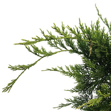 Load image into Gallery viewer, Juniper, 5 gal, Mint Julep®
