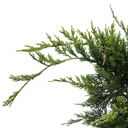 Juniper, 5 gal, Mint Julep®