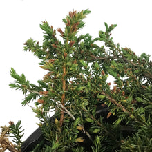Load image into Gallery viewer, Juniper, 2 gal, Green Carpet
