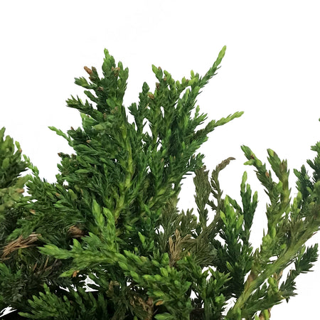 Juniper, 2 gal, Prince Of Wales