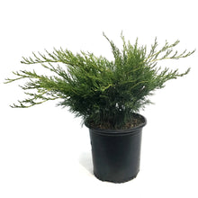 Load image into Gallery viewer, Juniper, 2 gal, Scandia
