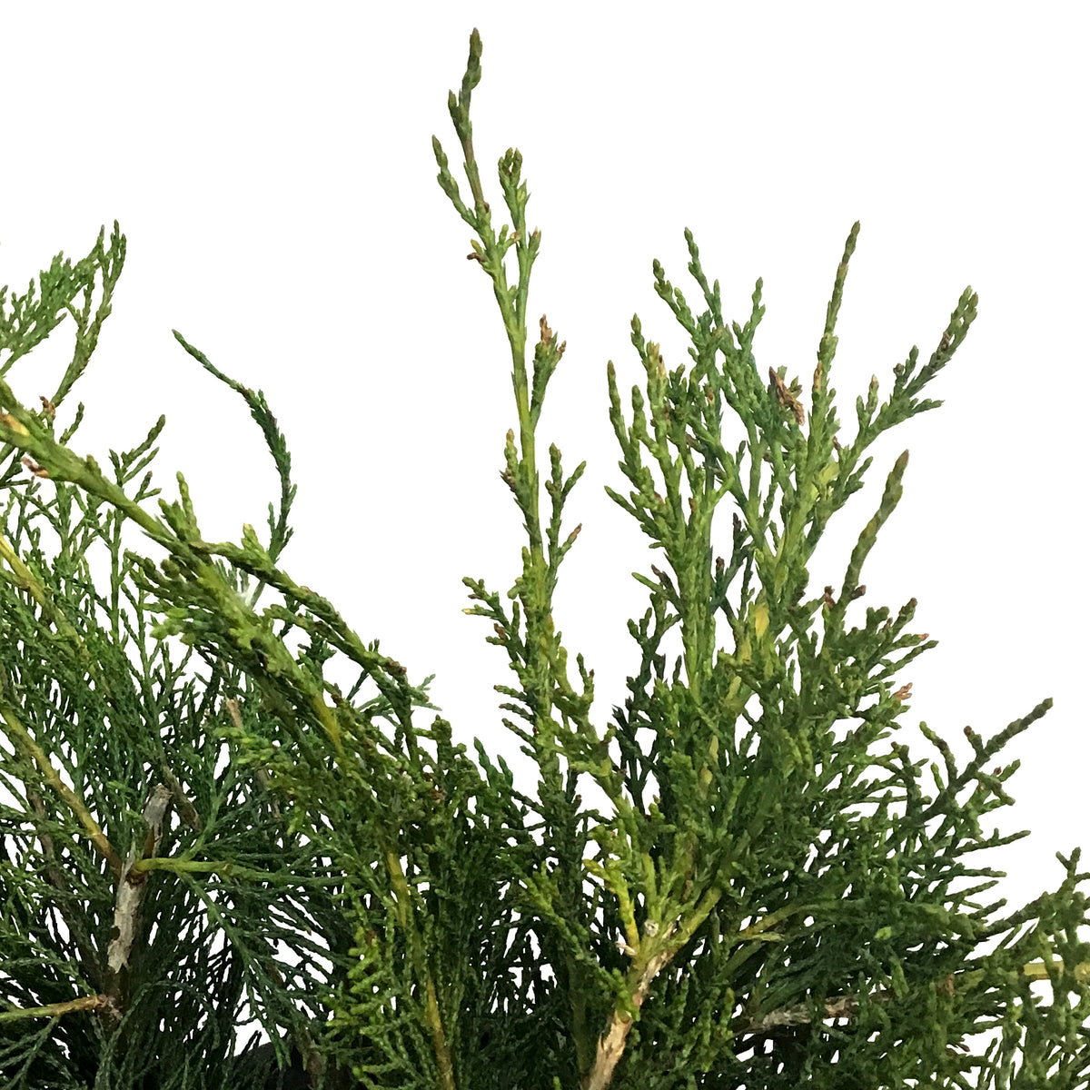 Juniper, 2 gal, Scandia