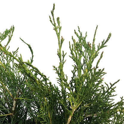Juniper, 2 gal, Scandia