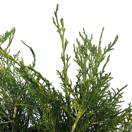 Juniper, 2 gal, Scandia