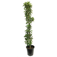 Load image into Gallery viewer, Crabapple, 5 gal, Flowering, Green Wall®
