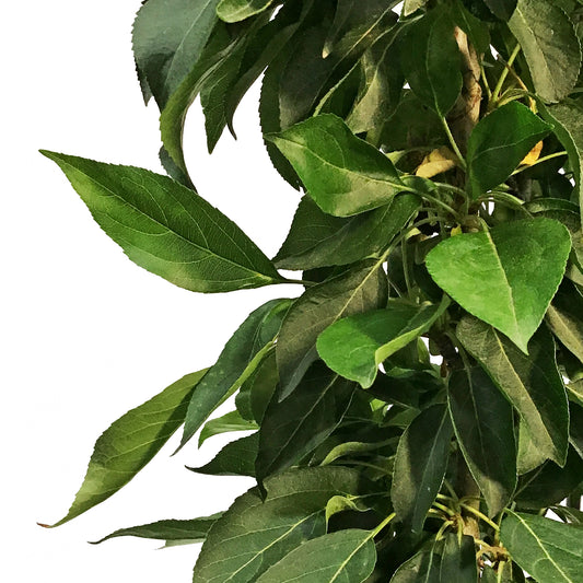 Crabapple, 5 gal, Flowering, Green Wall®