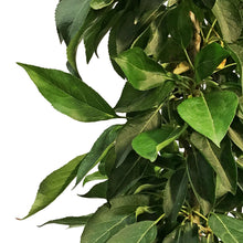 Load image into Gallery viewer, Crabapple, 5 gal, Flowering, Green Wall®
