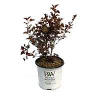 Ninebark, 8in, Summer Wine®