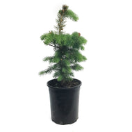 Spruce, 1 gal, Colorado