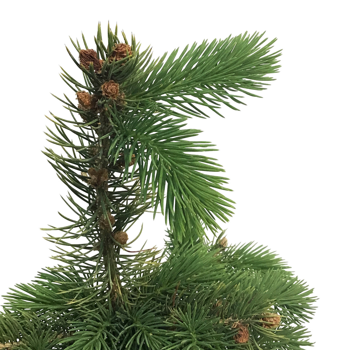 Spruce, 1 gal, Colorado