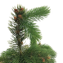 Load image into Gallery viewer, Spruce, 1 gal, Colorado

