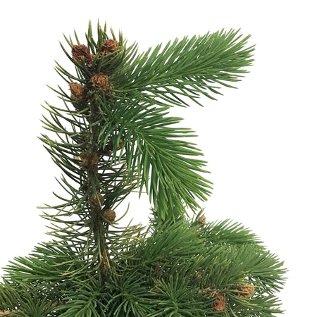 Spruce, 1 gal, Colorado