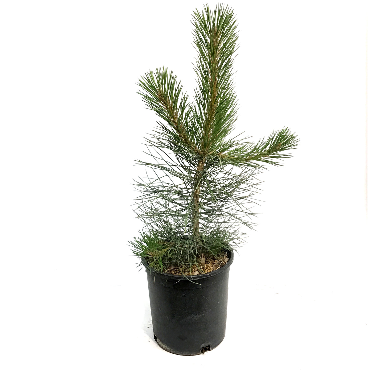 Pine, 5 gal, Ponderosa