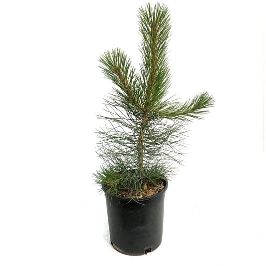 Pine, 5 gal, Ponderosa