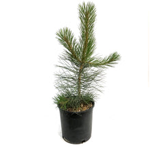 Load image into Gallery viewer, Pine, 5 gal, Ponderosa
