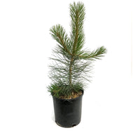 Pine, 5 gal, Ponderosa