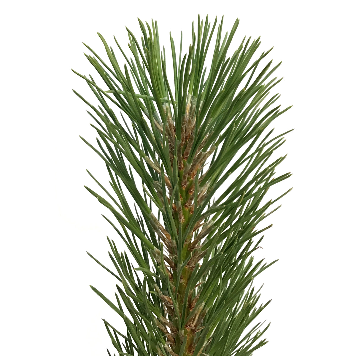 Pine, 5 gal, Ponderosa