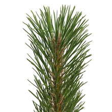 Load image into Gallery viewer, Pine, 5 gal, Ponderosa
