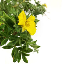 Load image into Gallery viewer, Potentilla, 2 gal, Pineapple Tart
