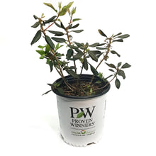 Load image into Gallery viewer, Rhododendron, 2 gal, Black Hat
