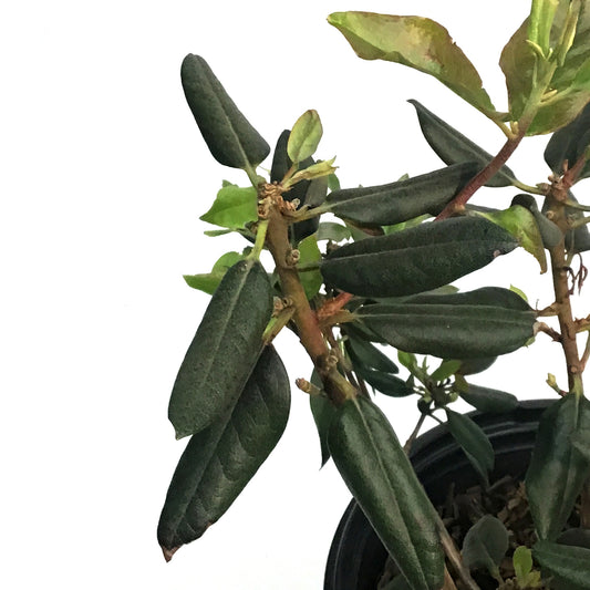 Rhododendron, 2 gal, Black Hat
