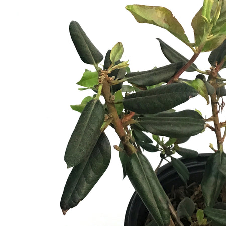 Rhododendron, 2 gal, Black Hat