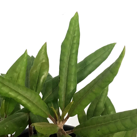 Rhododendron, 2 gal, Dandy Man Color Wheel