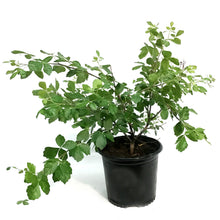 Load image into Gallery viewer, Sumac, 8in, Gro-Low Fragrant
