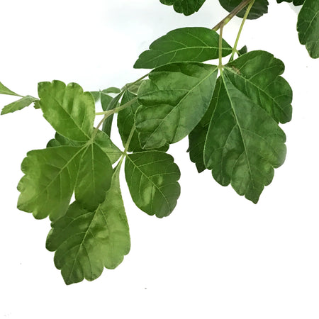 Sumac, 8in, Gro-Low Fragrant