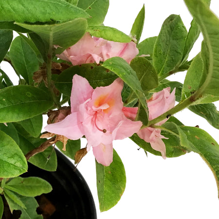 Azalea, 8in, Electic Lights, Double Pink