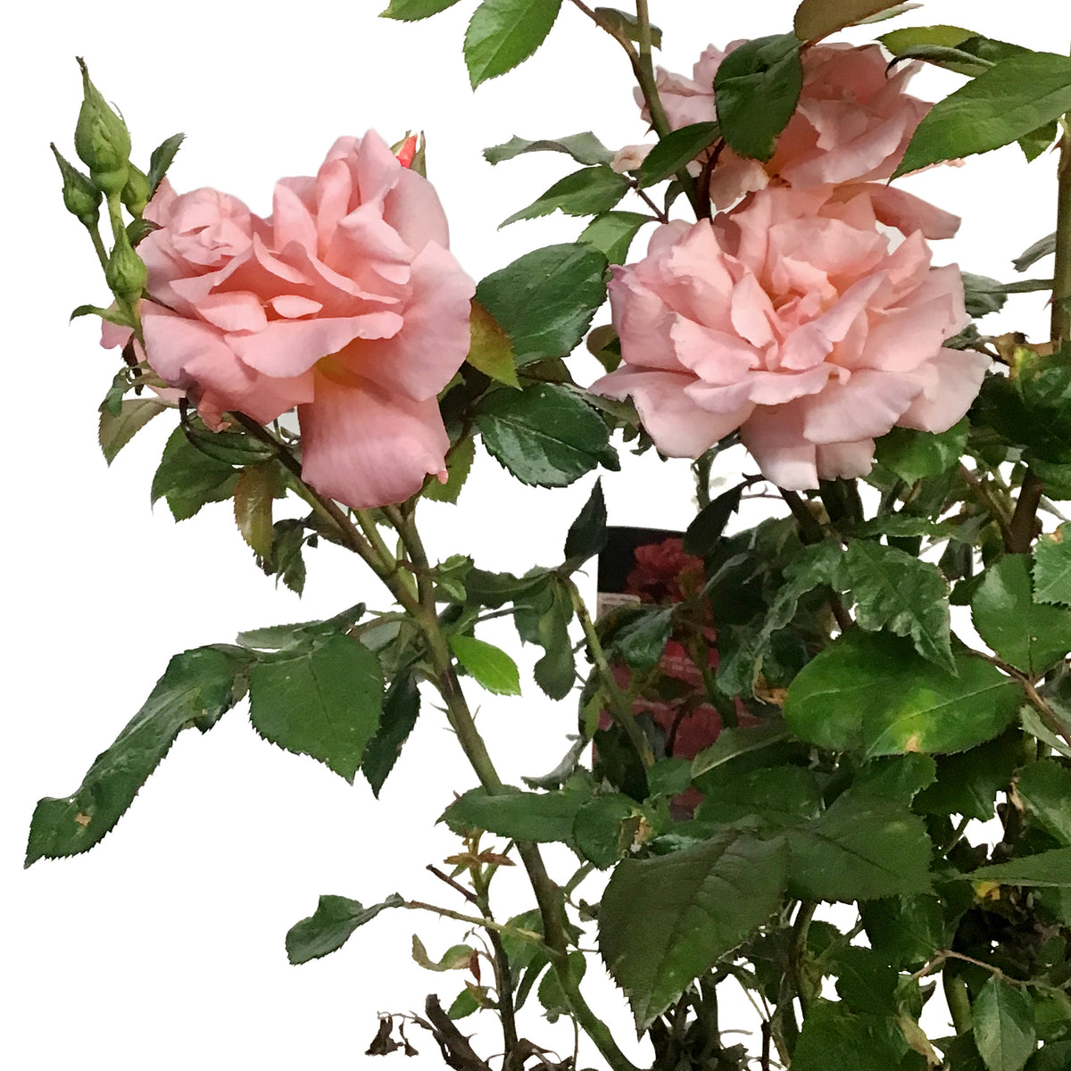 Rose, 2 gal, Easy El.® Sweet Fragrance